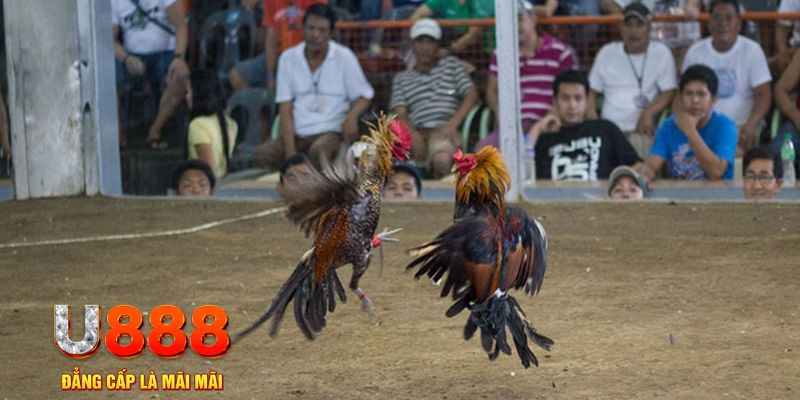 kuwin1 đăng nhập mậu binh khuyến mãi