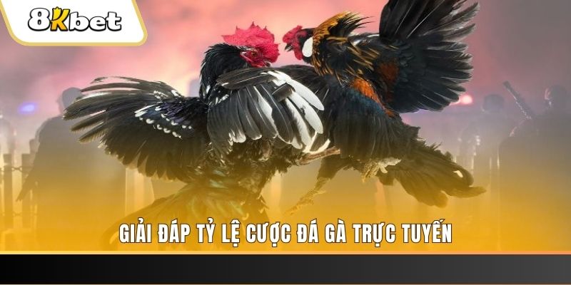 kuwin1 trực tiếp đá gà thomo