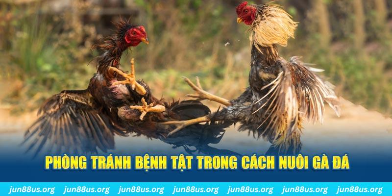 kuwin1 Bài Poker Bonus